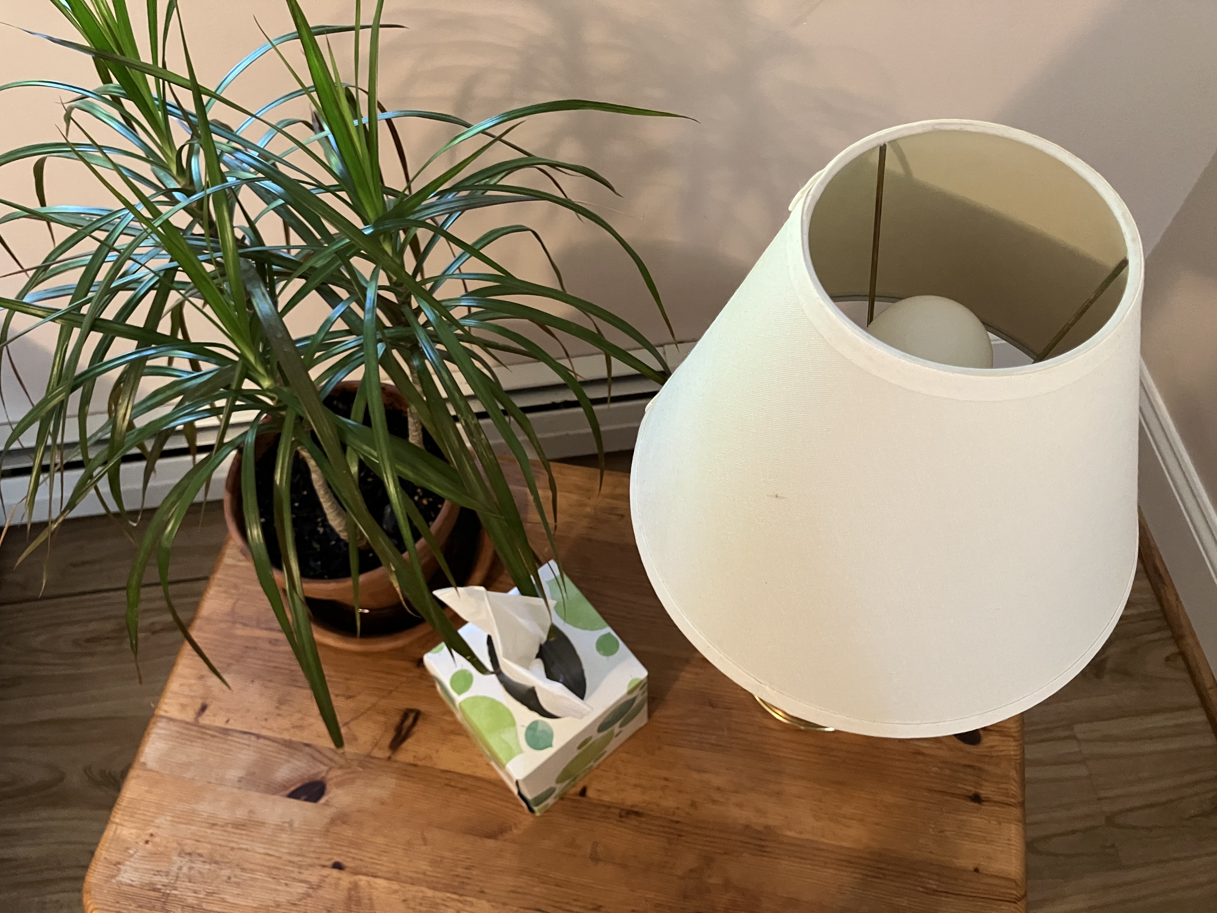 Lamp with LED light bulb on a night stand with a plant and box tissue