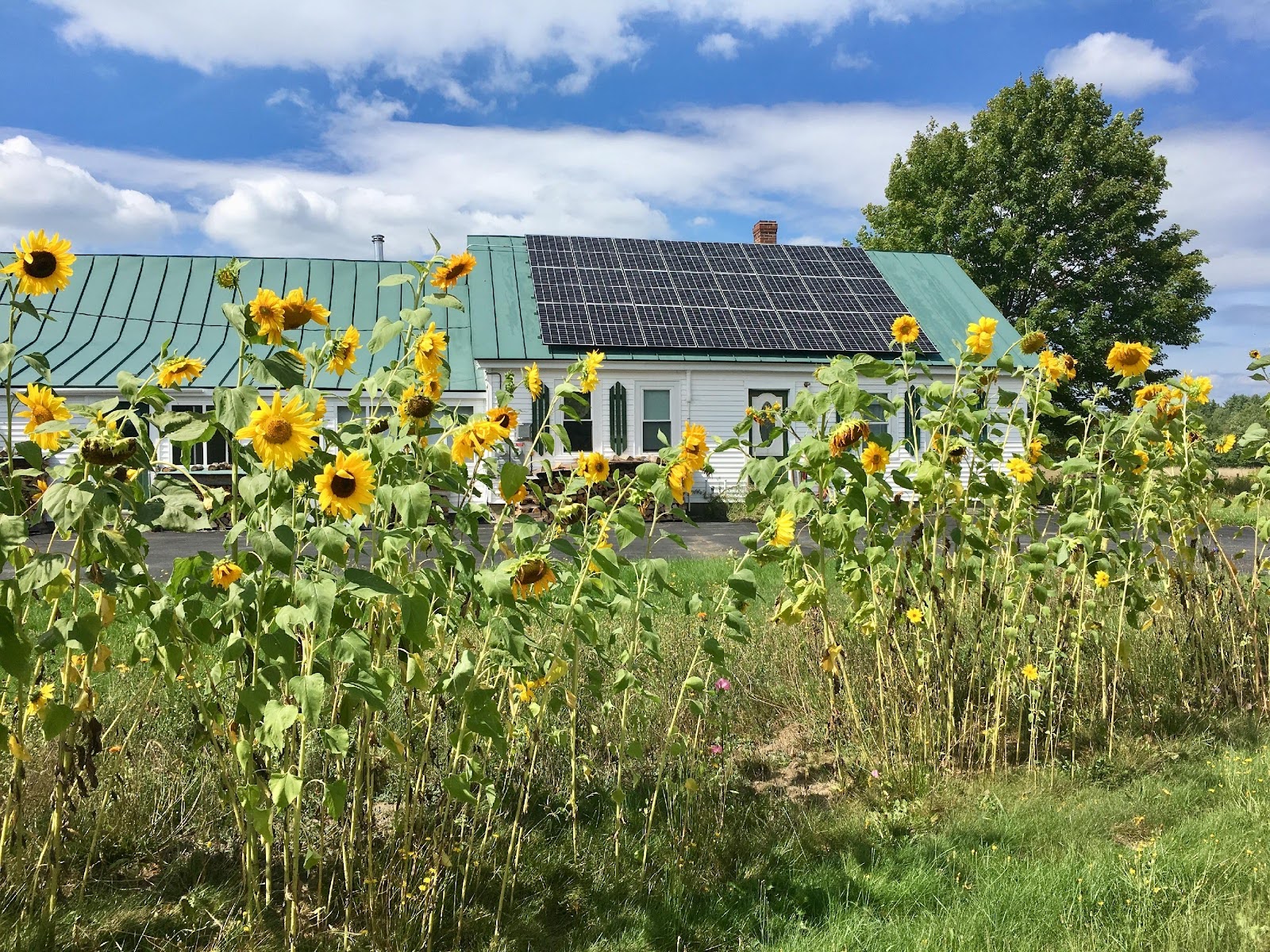 Image of a roof mounted solar array on a white house with a green standing seam metal roof in front of a small sunflower patch. The solar panels and the sunflowers are facing the same direction